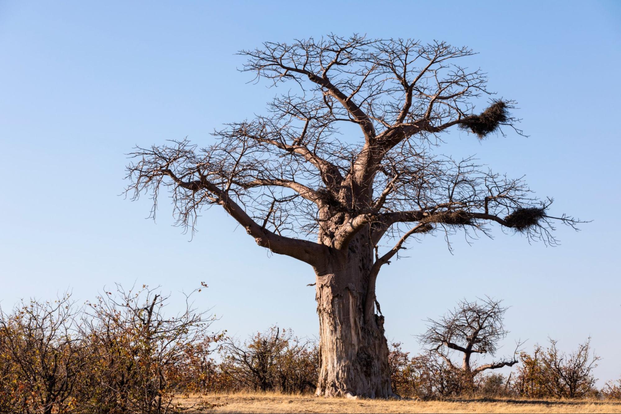 Exploring Limpopo