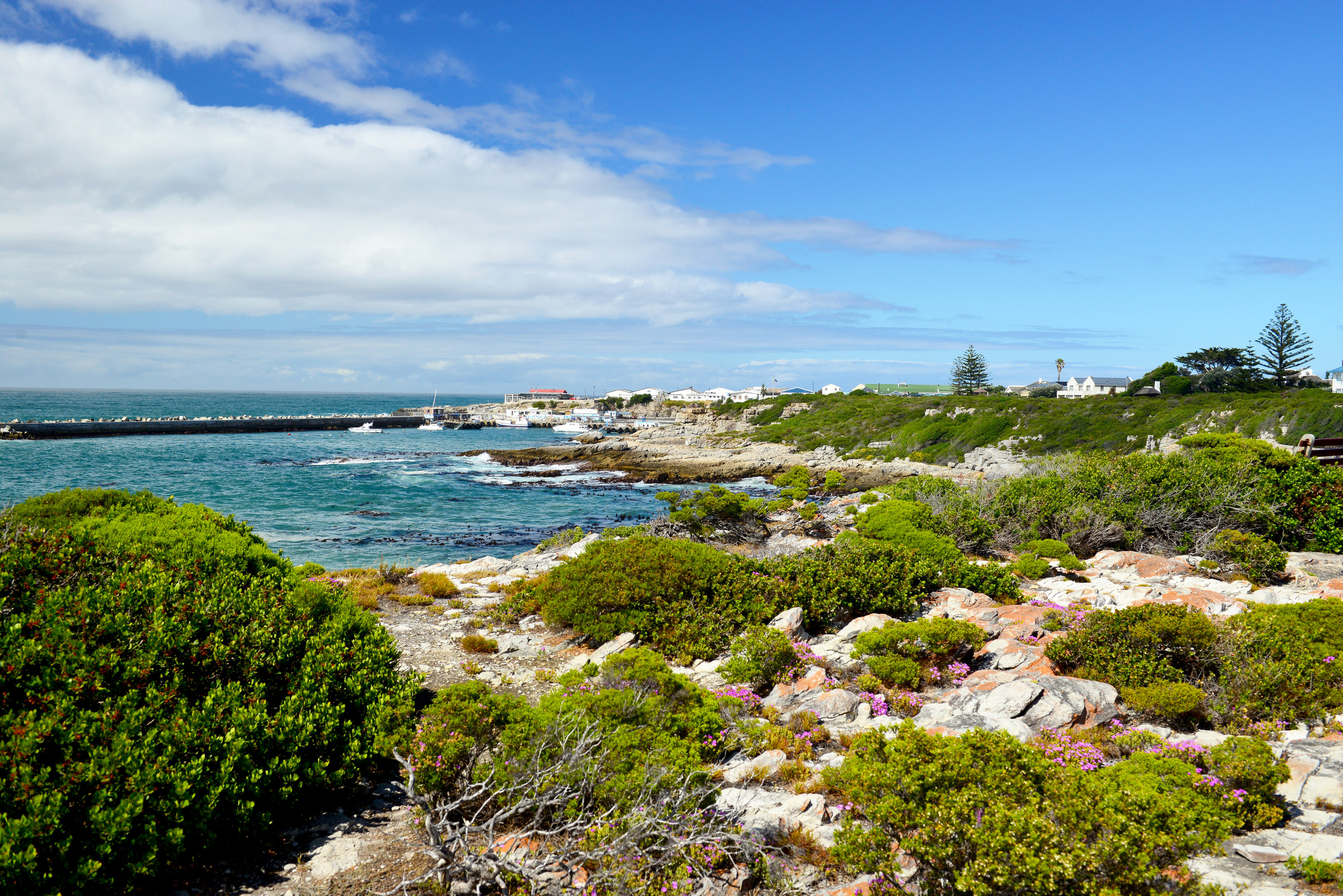 Hermanus a popular seaside resort on the garden route South Africa