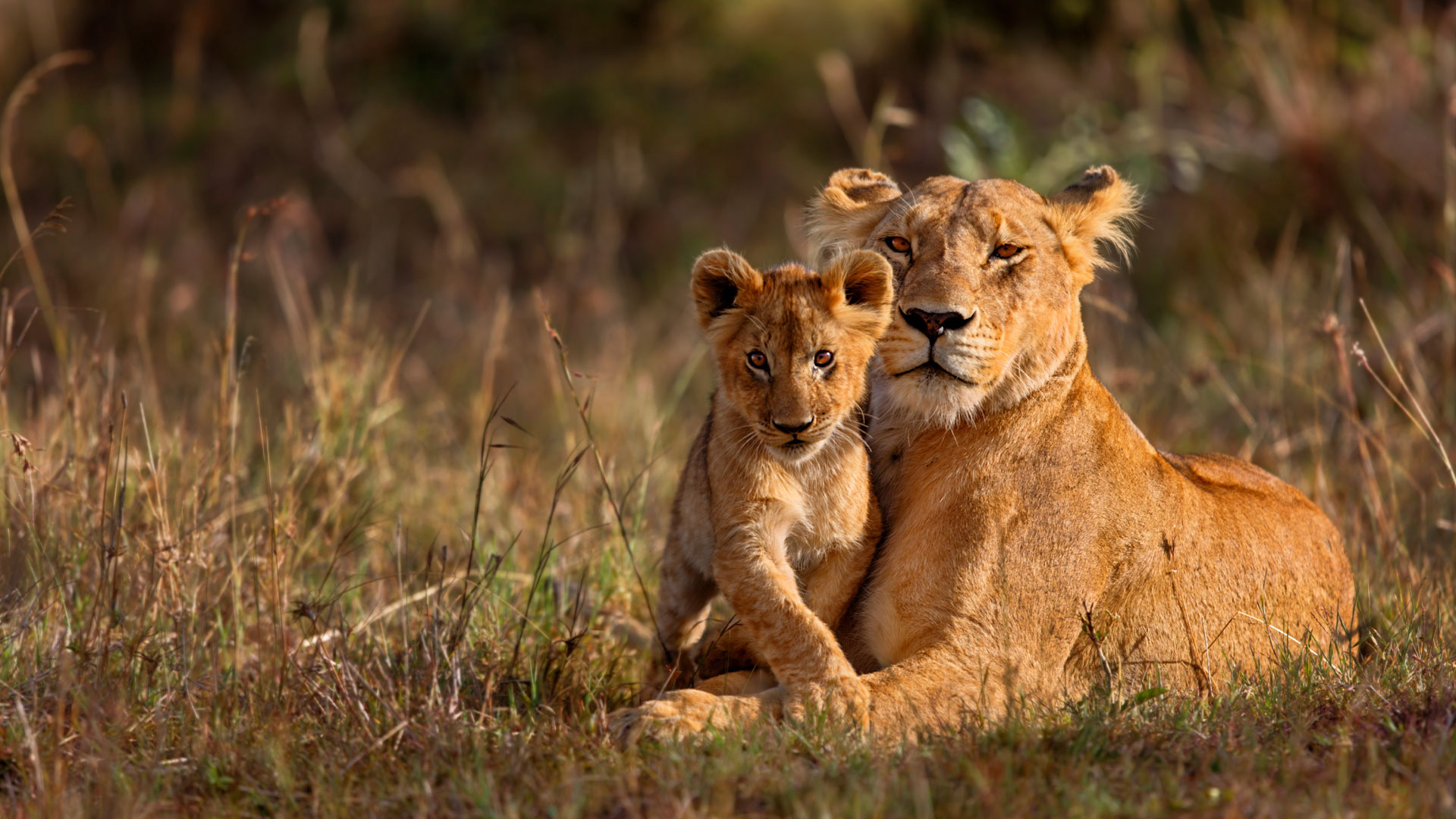 Kruger National Park Safari