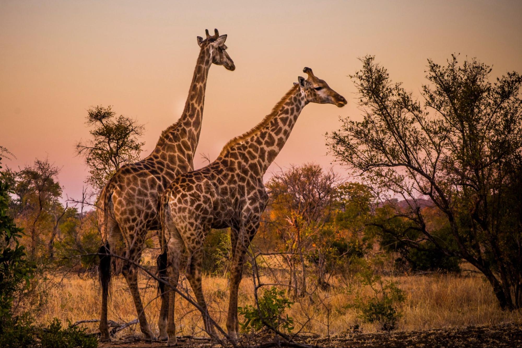 KRUGER NATIONAL PARK, SOUTH AFRICA