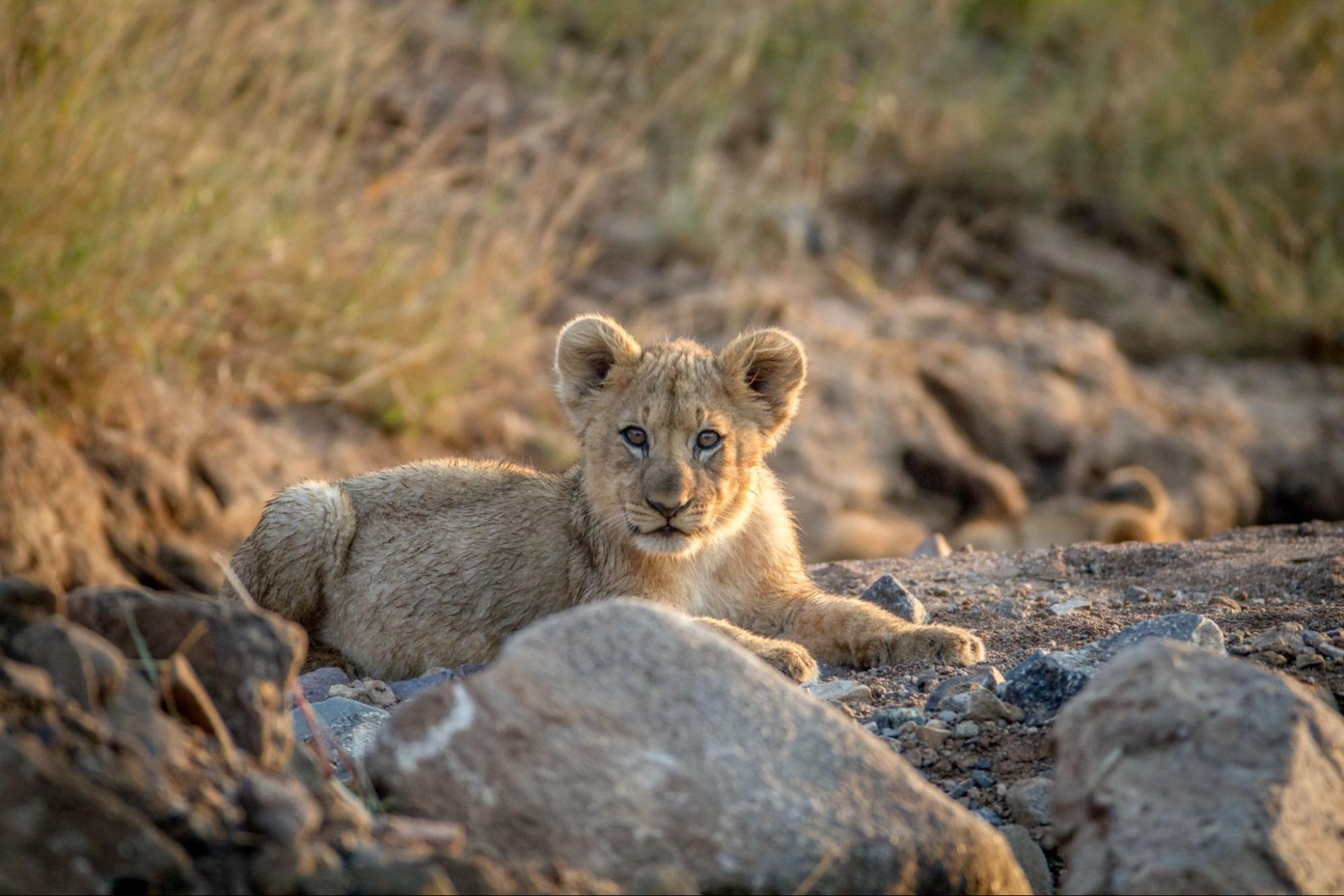 Lion cub laying in a dry riverbed in the Pilanesberg National Park, South Africa